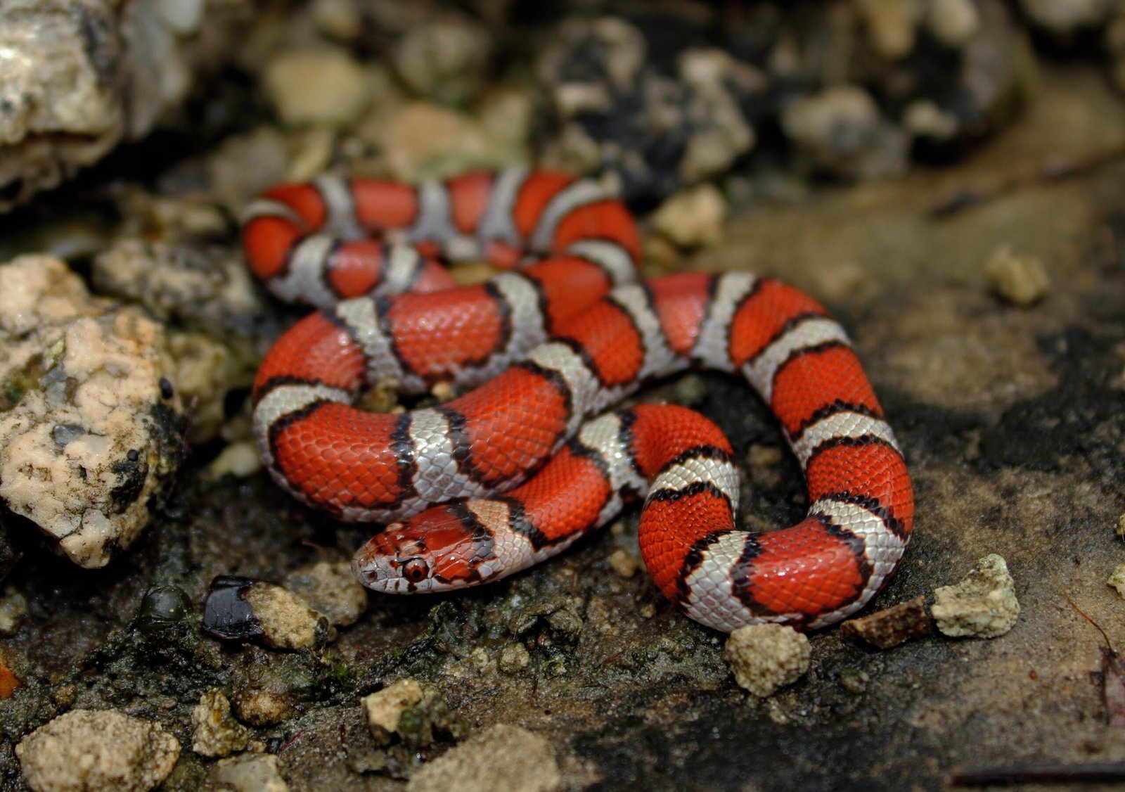 Milk Snakes Are Harmless to Humans (image credits: wikimedia)
