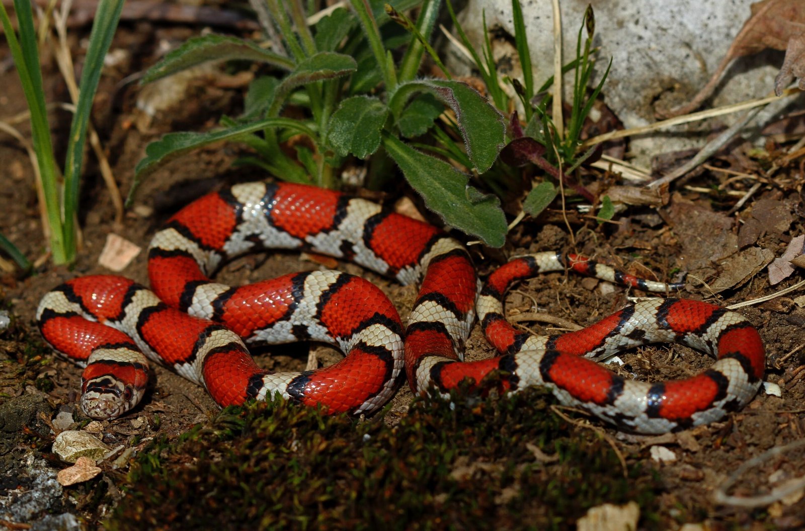 They’re Escape Artists in Captivity (image credits: wikimedia)
