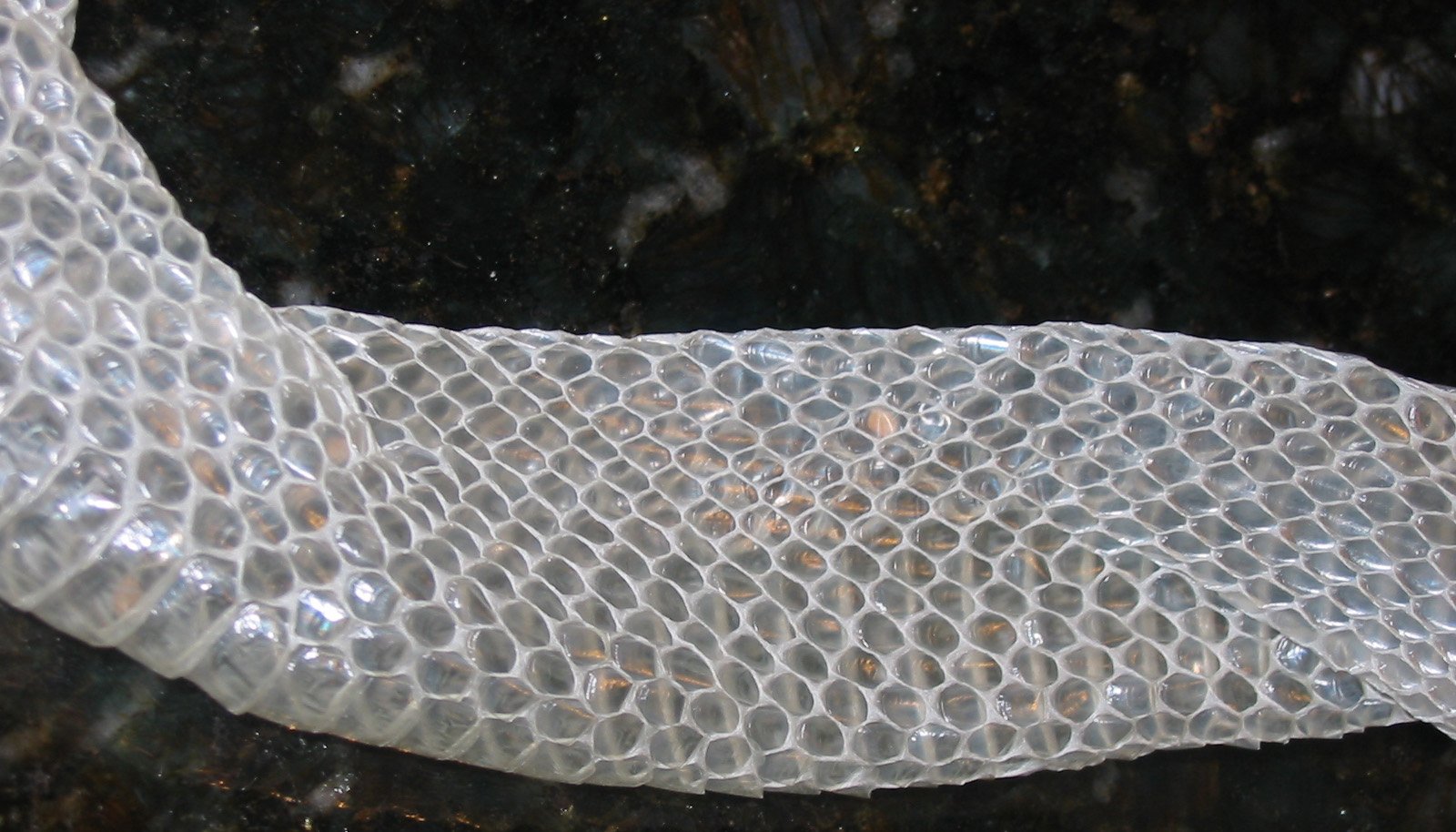 They Shed Their Skin Regularly (image credits: wikimedia)