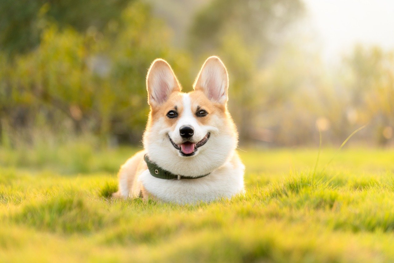 The Legendary Corgi Smile (image credits: pixabay)