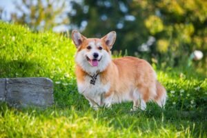 Fun Corgi Quirks That Will Make You Laugh