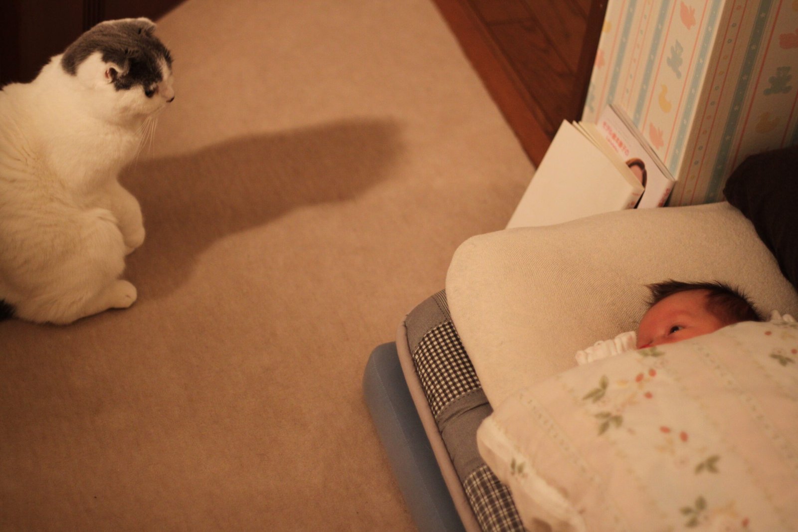 How to Safely Introduce Your Cat to a New Baby