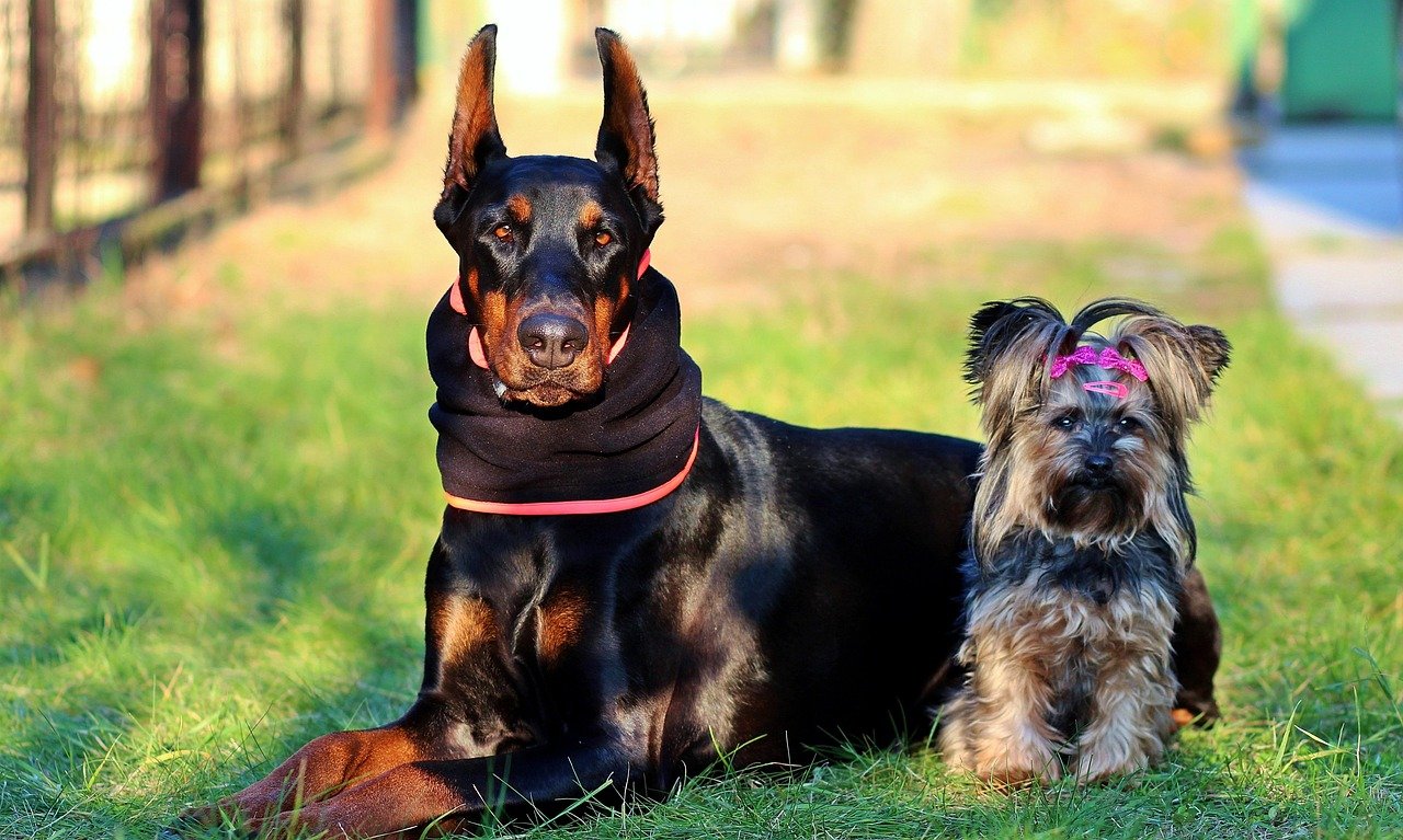 Reading the Signs: How Dobermans Show Their Protective Side (image credits: pixabay)