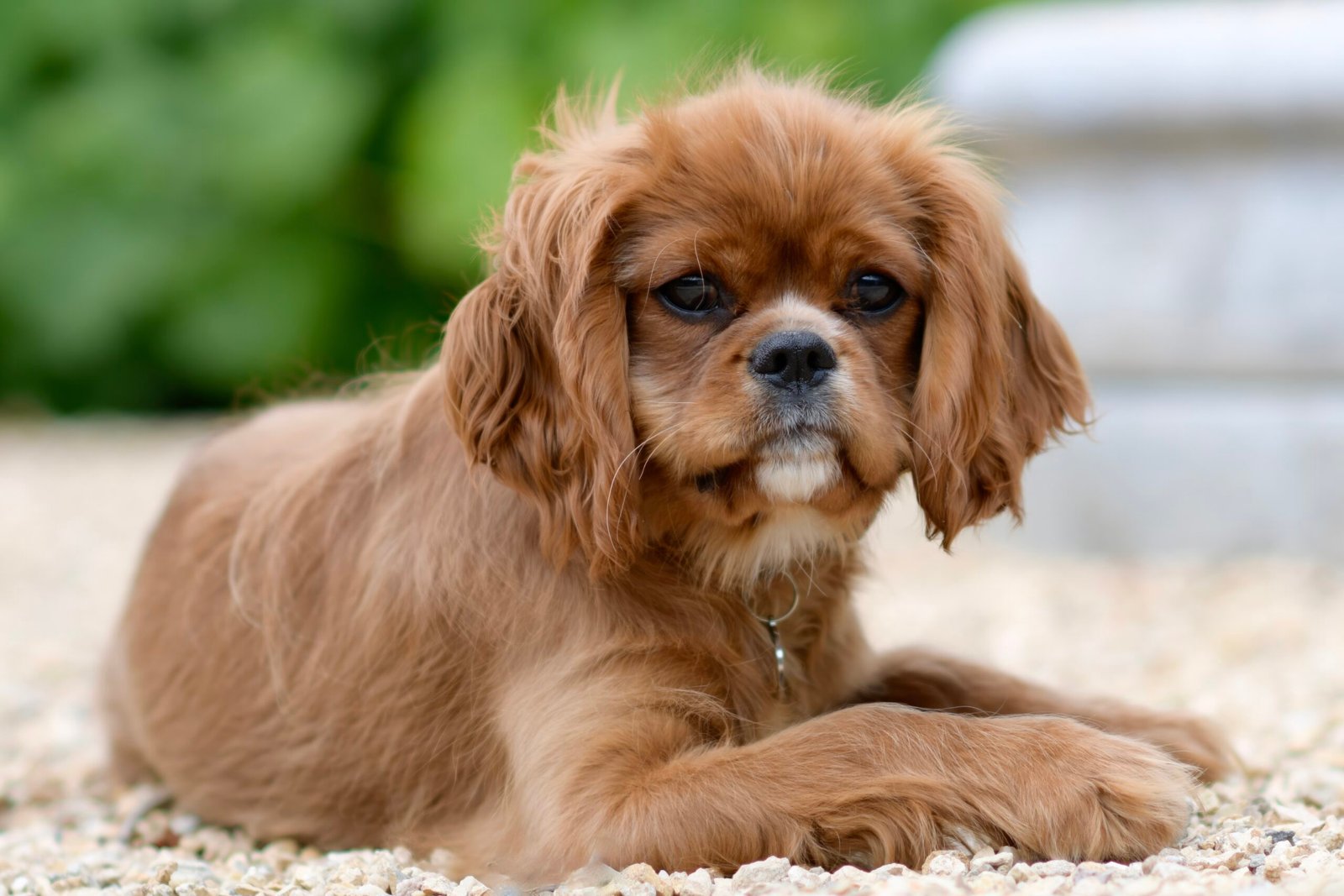Cavalier King Charles Spaniel: The Affectionate Confidants (image credits: wikimedia)