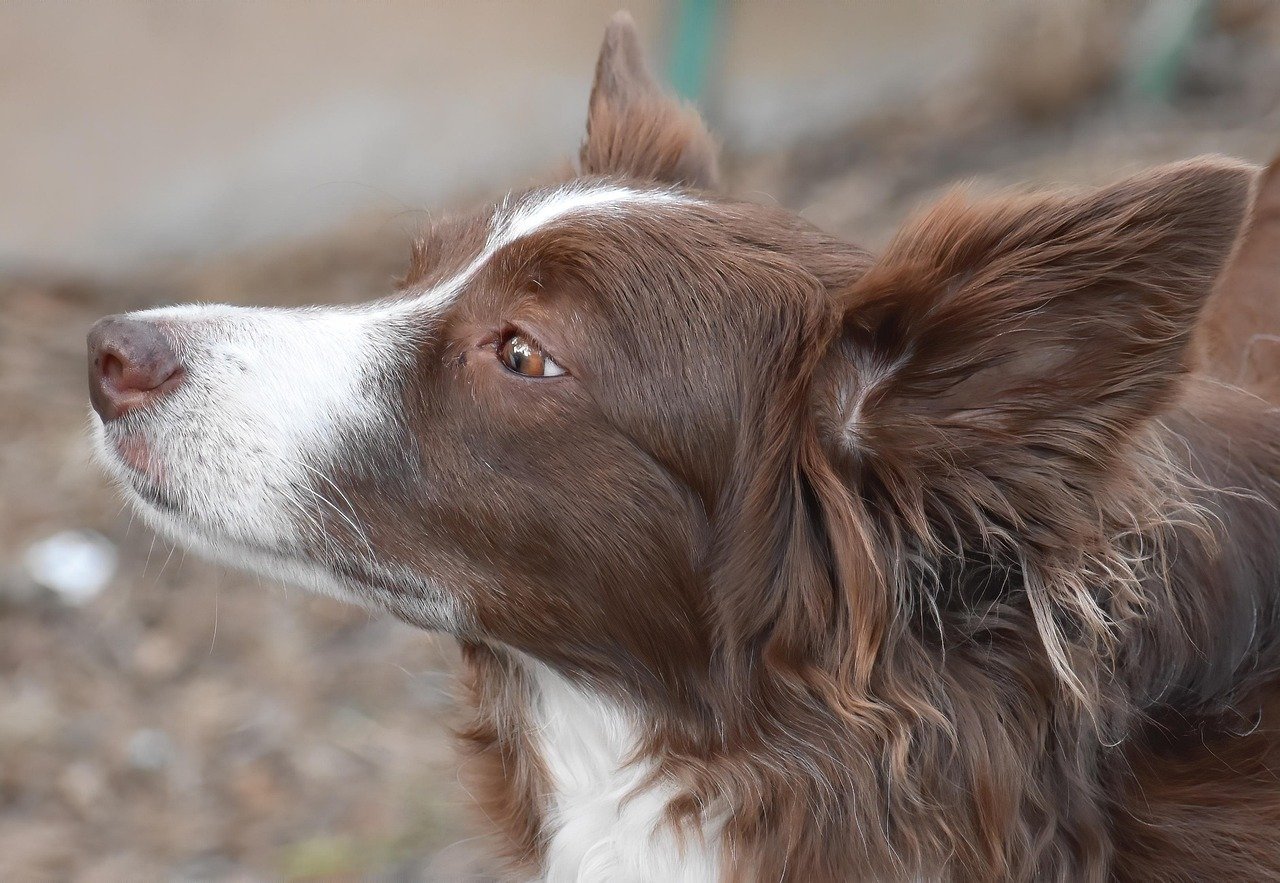 Border Collie: The Devoted Mind Readers (image credits: pixabay)