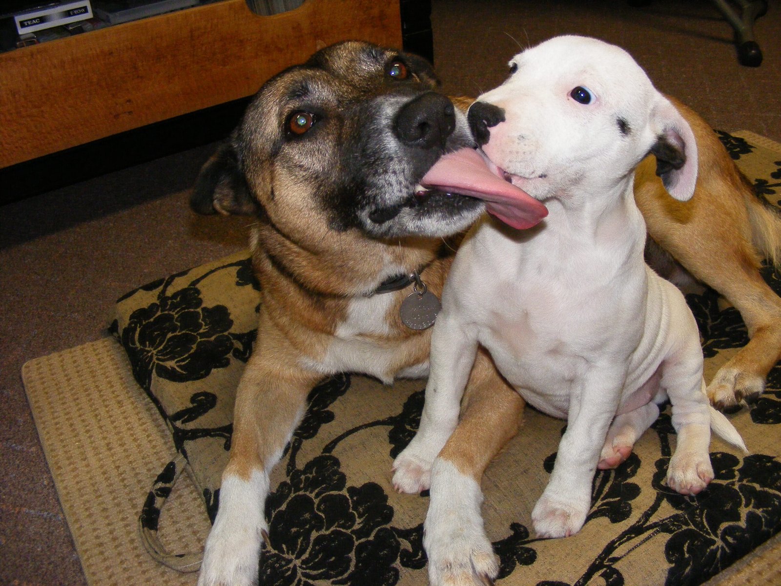 Playful Energy: Always Ready for Fun (image credits: wikimedia)