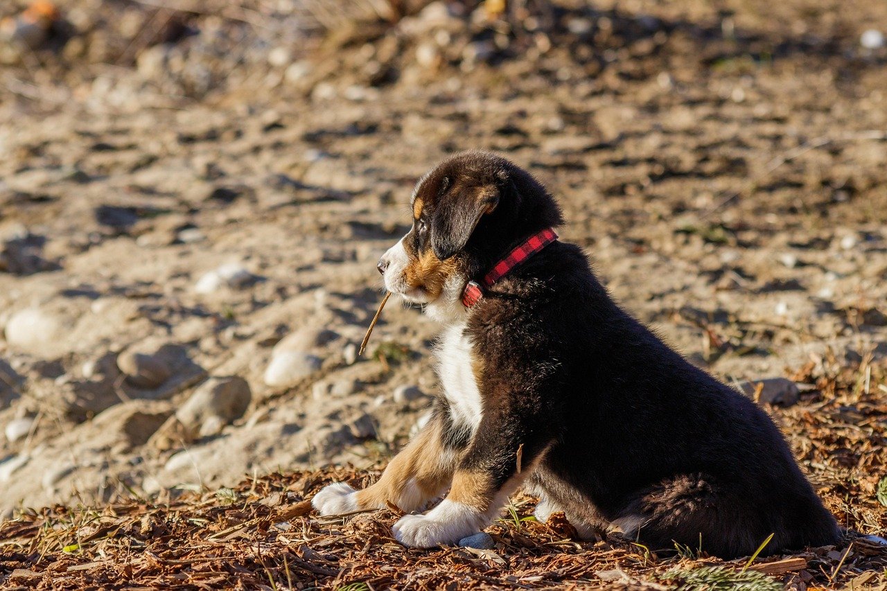 Training: Smart, Eager, and Sometimes a Bit Stubborn (image credits: pixabay)