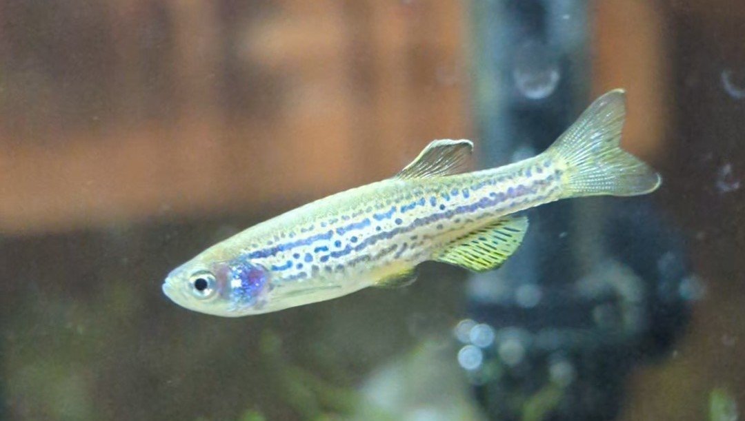 Zebra Danios: The Unstoppable Swimmers (image credits: wikimedia)