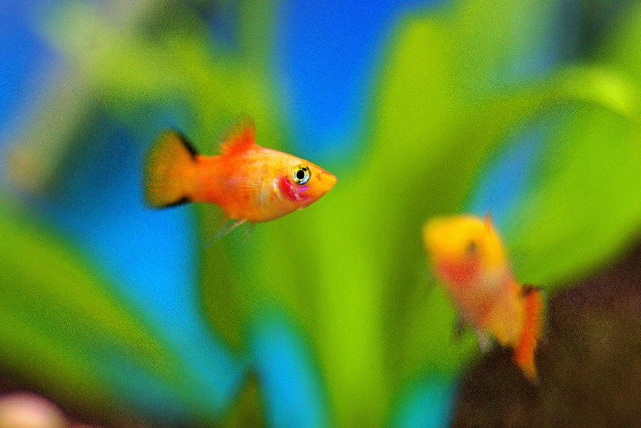 Platies: The Friendly All-Rounders (image credits: pixabay)