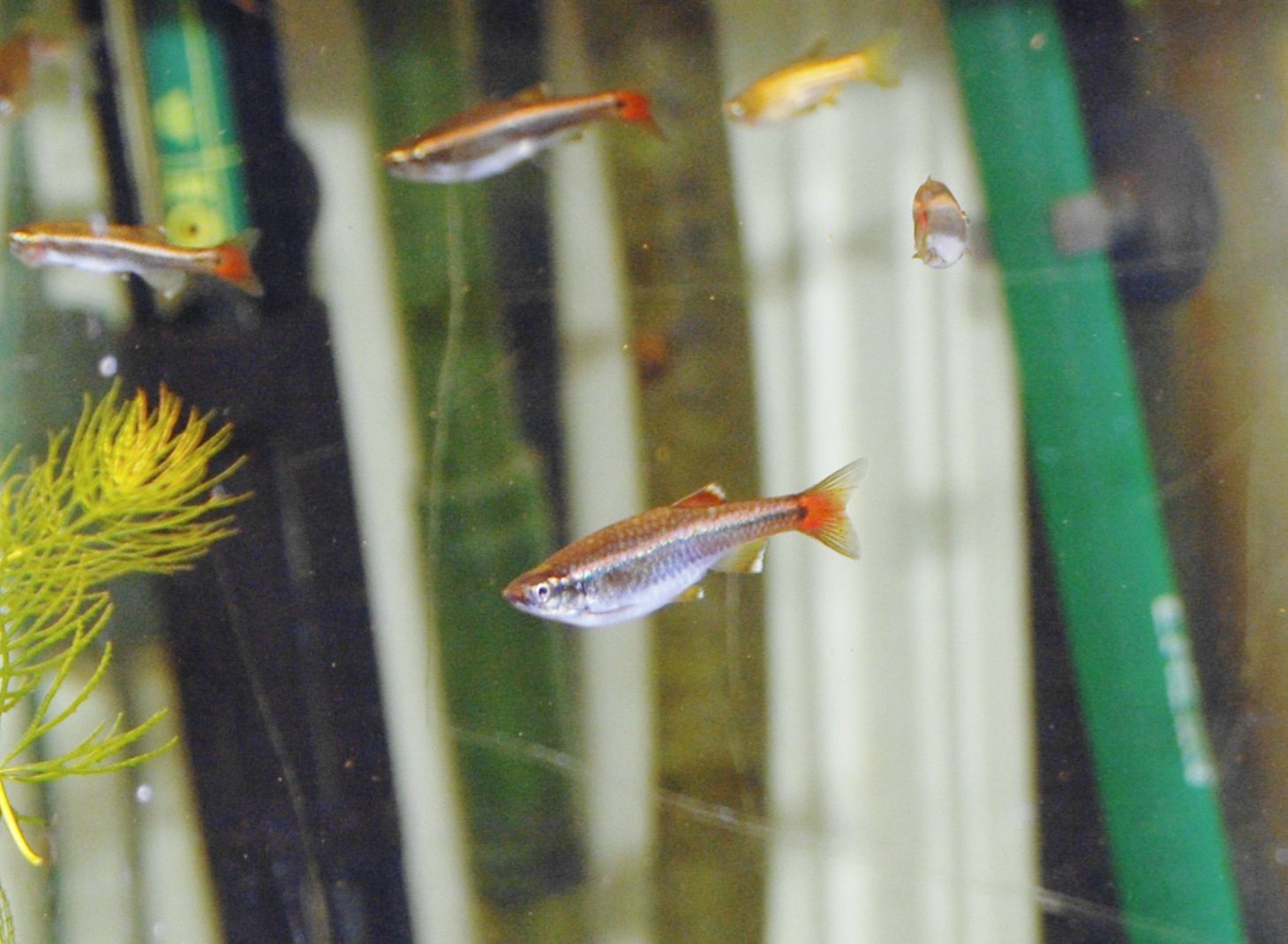 White Cloud Mountain Minnows: The Chilly Champions (image credits: wikimedia)