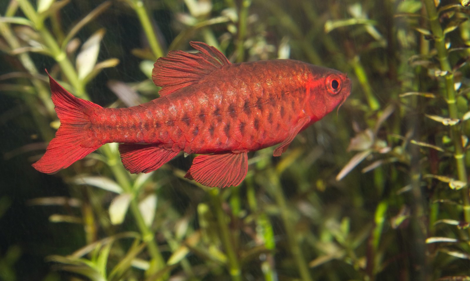 Cherry Barbs: The Gentle Beauties (image credits: wikimedia)