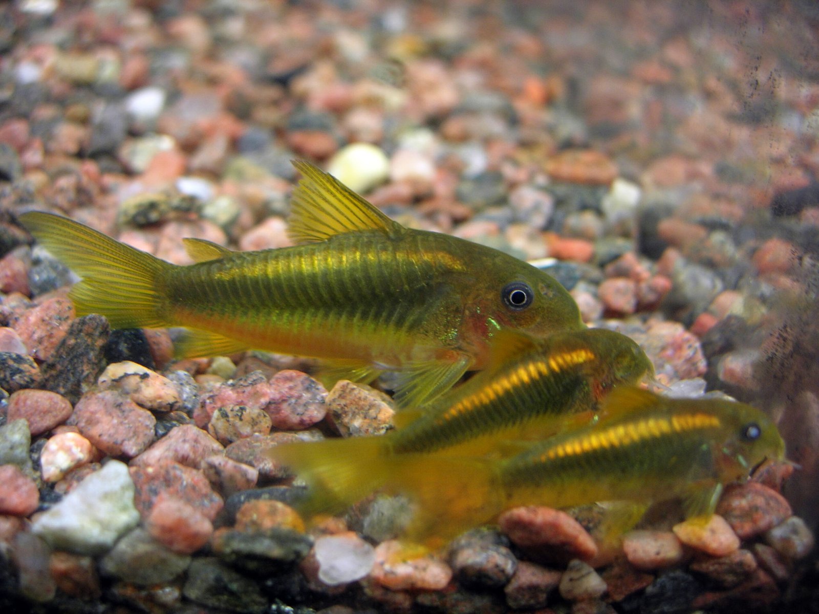Corydoras Catfish: The Clean-Up Crew (image credits: wikimedia)