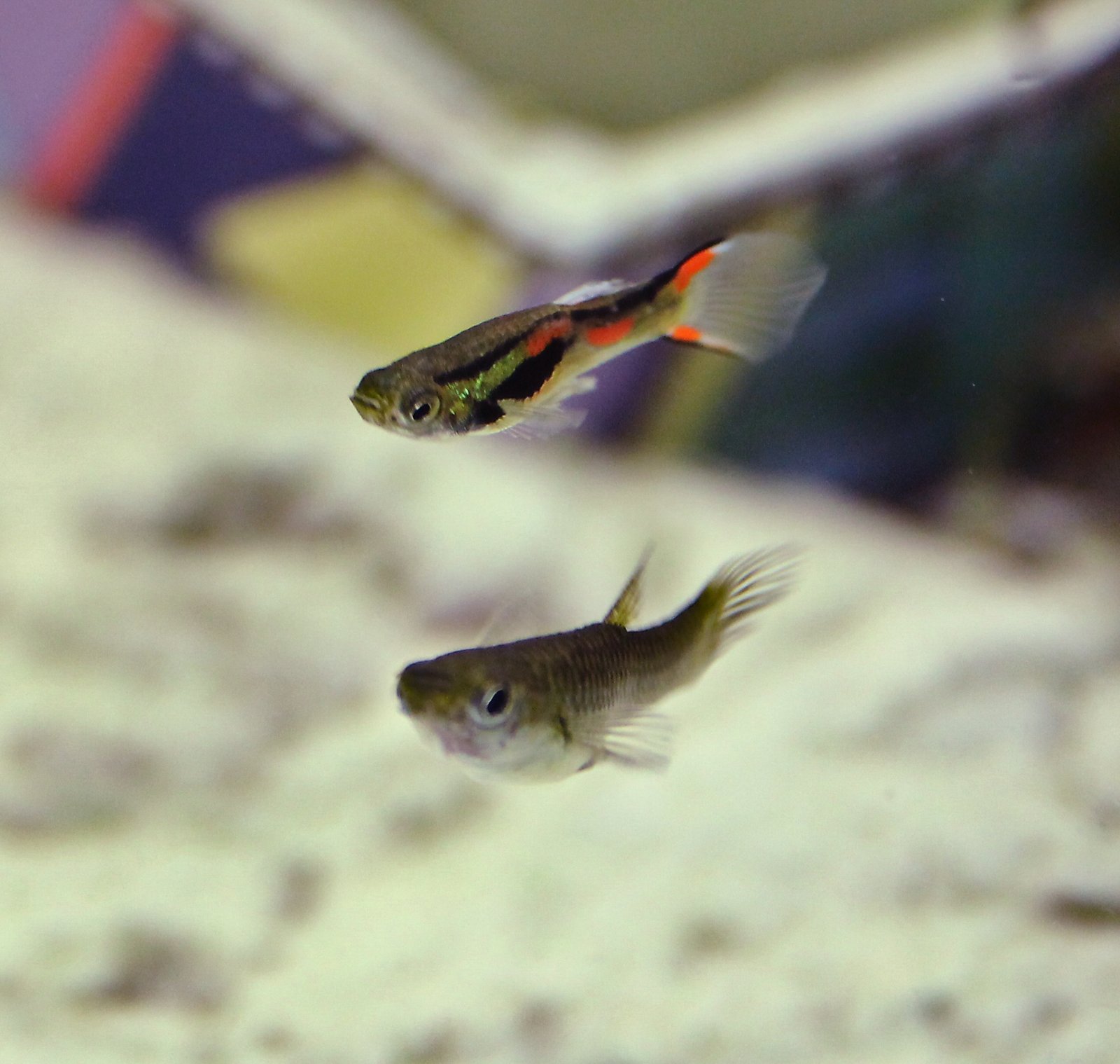 Endler’s Livebearers: The Mini Marvels (image credits: wikimedia)