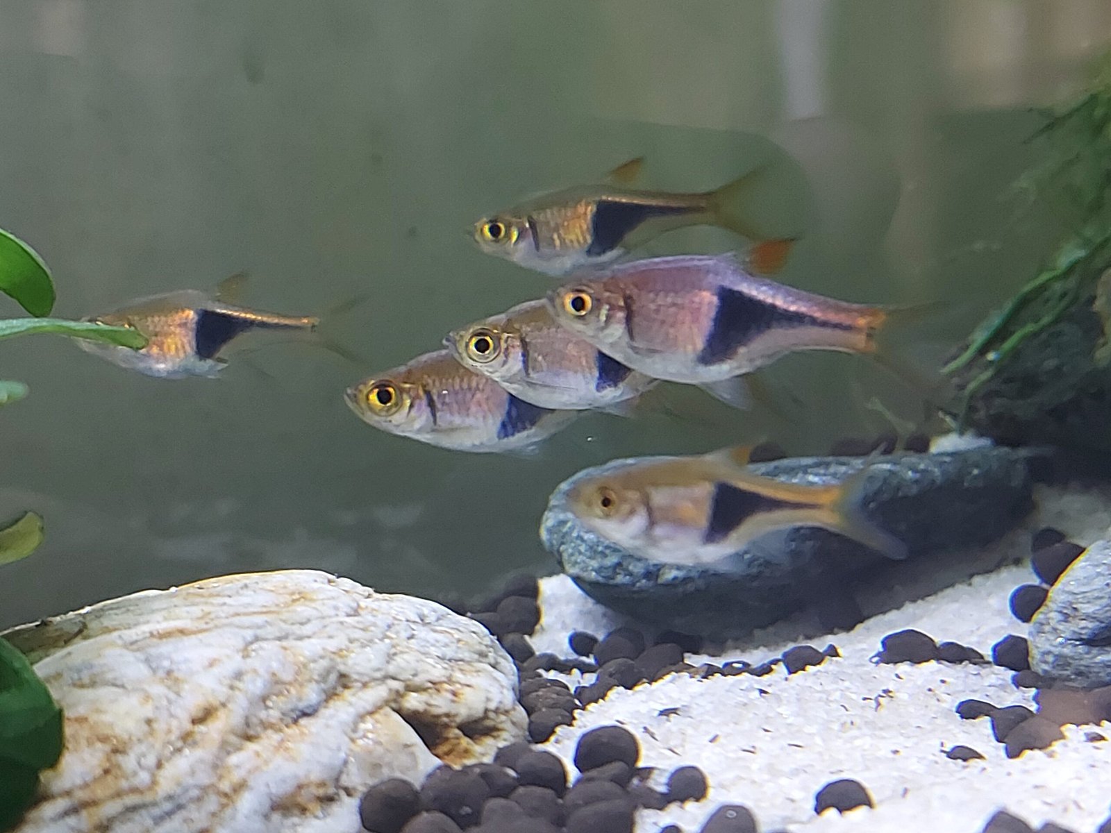 Harlequin Rasboras: The Harmonious Schoolers (image credits: wikimedia)