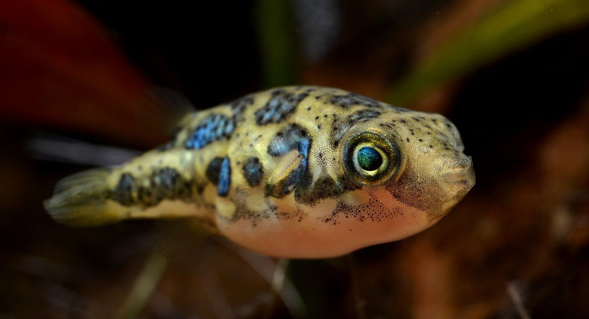 Pea Puffers: The Tiny Personalities (image credits: wikimedia)
