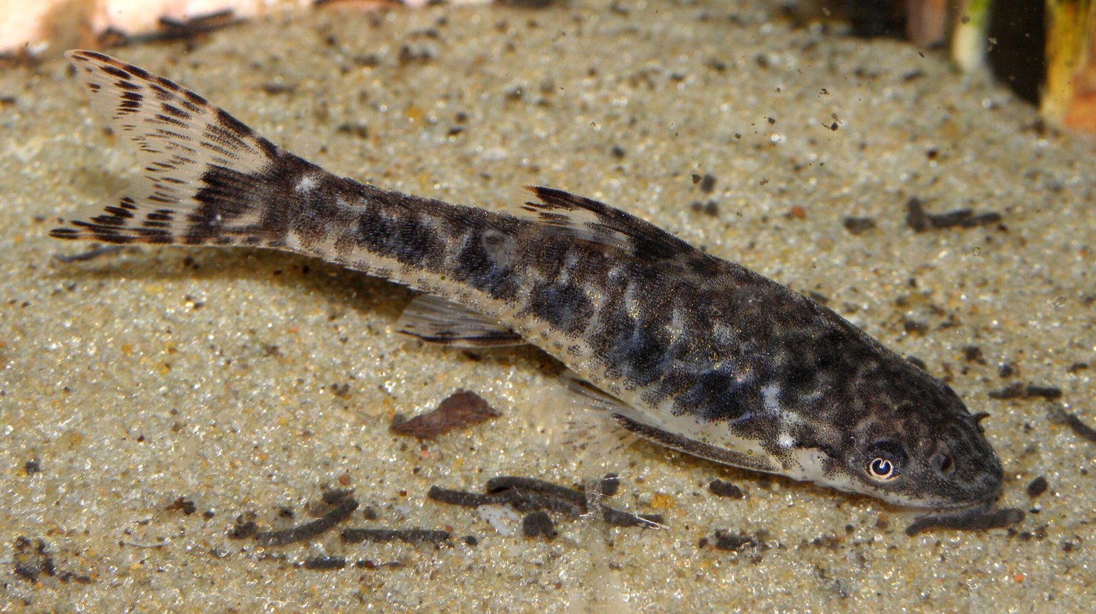 Otocinclus Catfish: The Algae Busters (image credits: wikimedia)