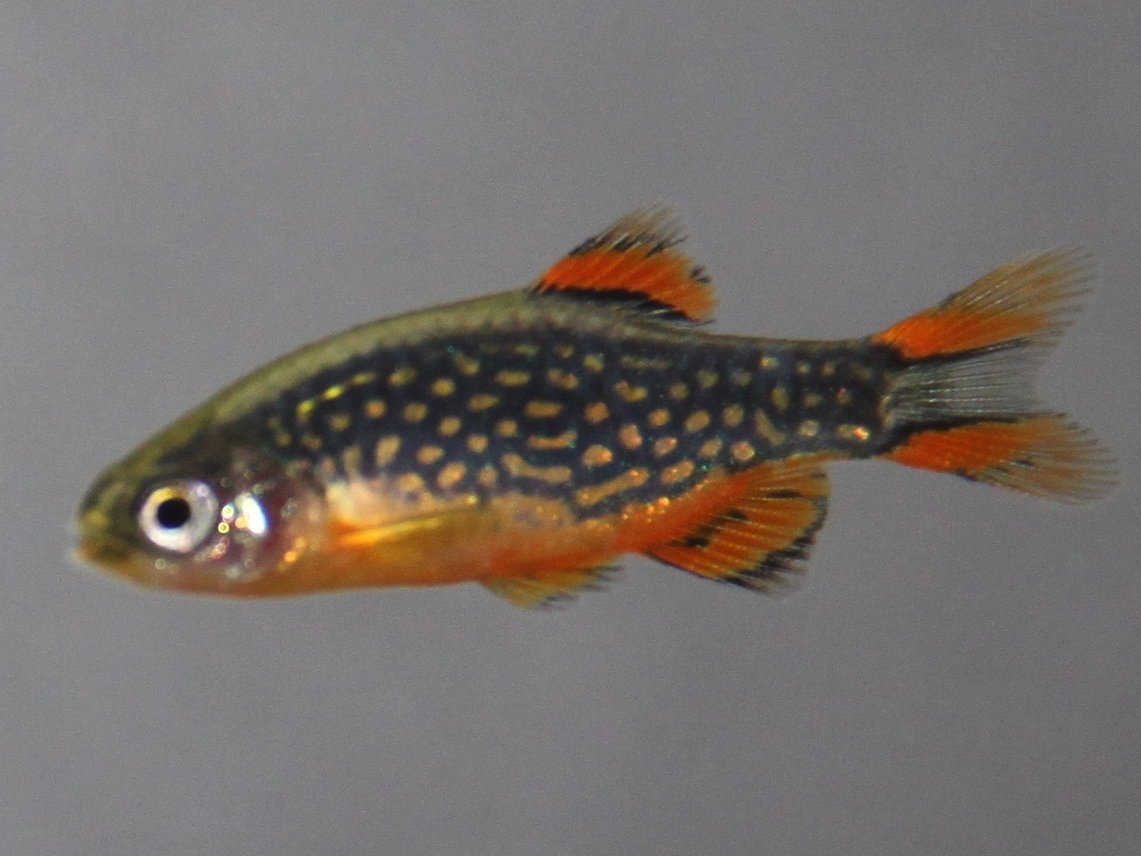 Celestial Pearl Danios: The Starry Wonders (image credits: wikimedia)