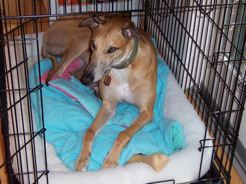 A Surprising Debate: Why Crate Training Sparks Such Strong Feelings (image credits: wikimedia)