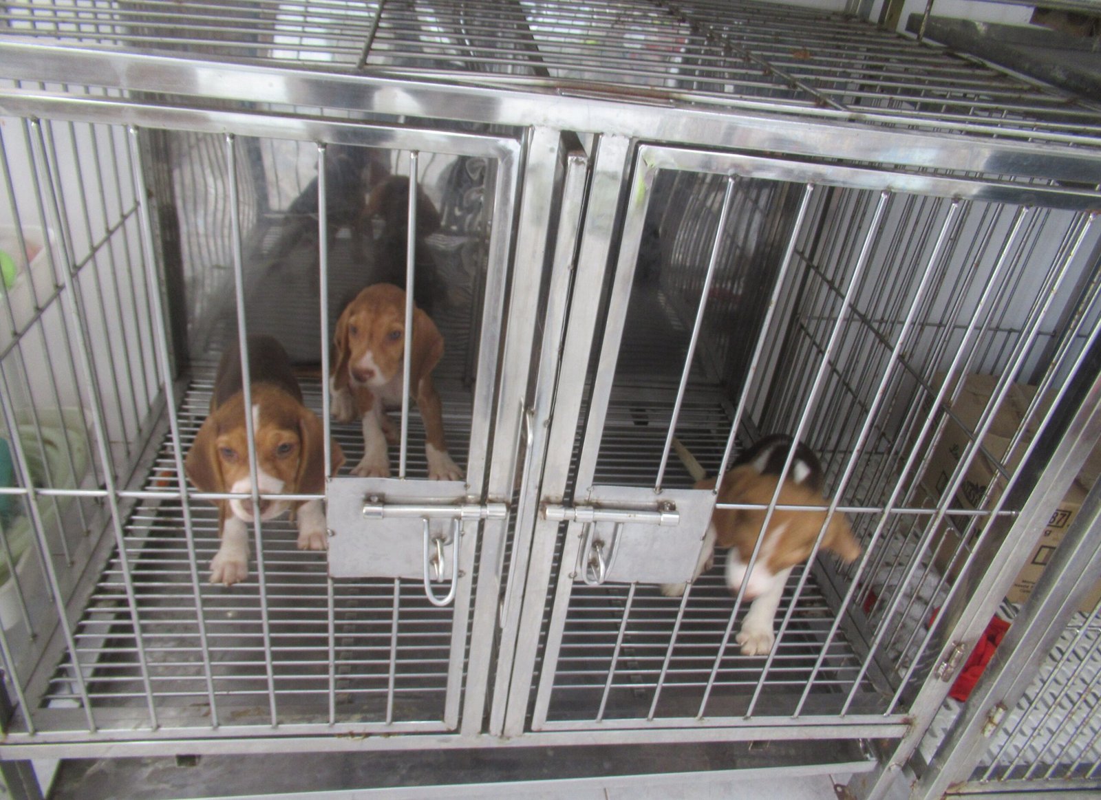 Common Myths and Misconceptions About Crate Training (image credits: wikimedia)