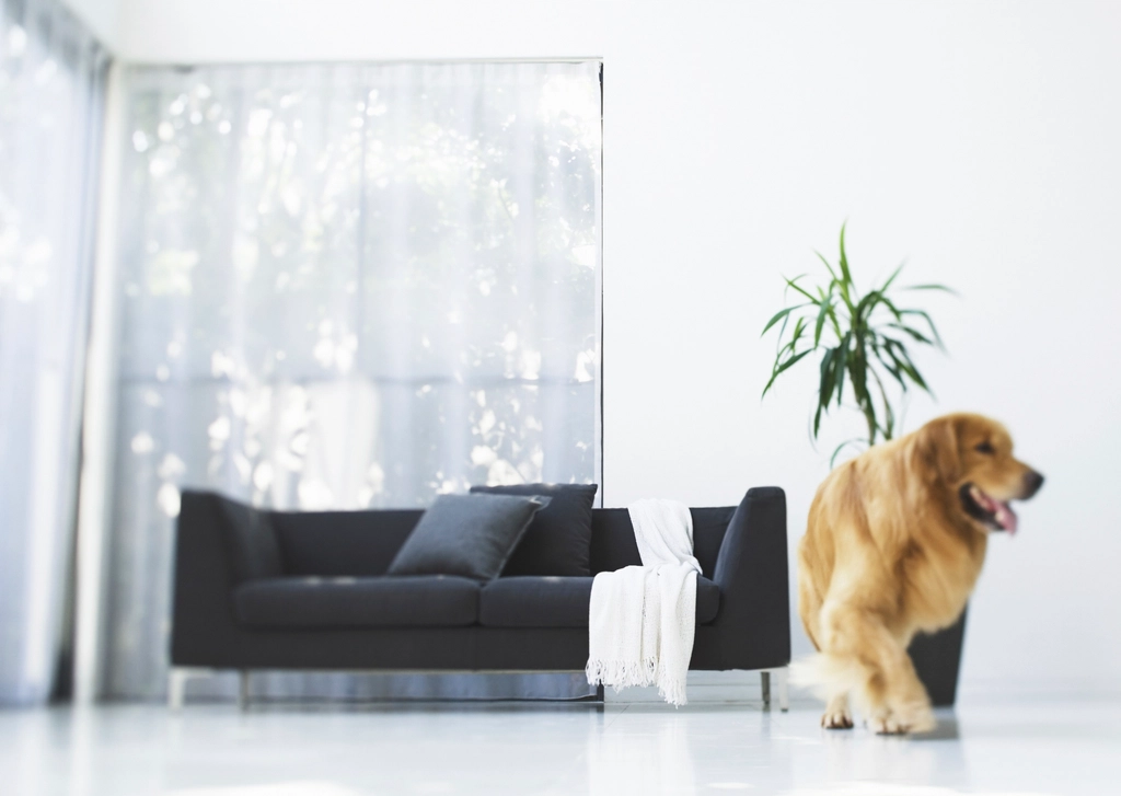 Alternatives to Crate Training: Exploring Other Options (image credits: rawpixel)