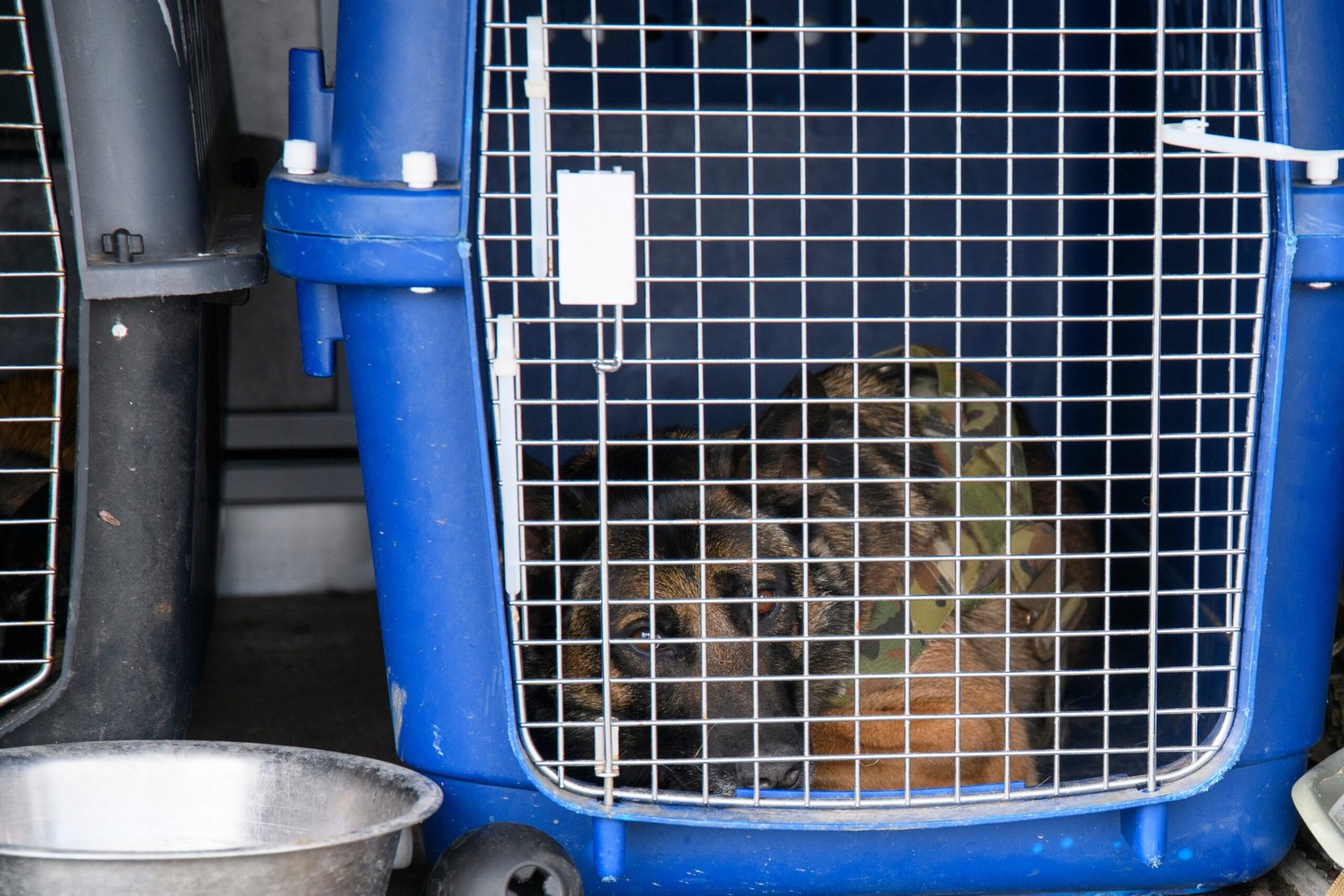 Setting Up for Success: Tips for Positive Crate Training (image credits: wikimedia)
