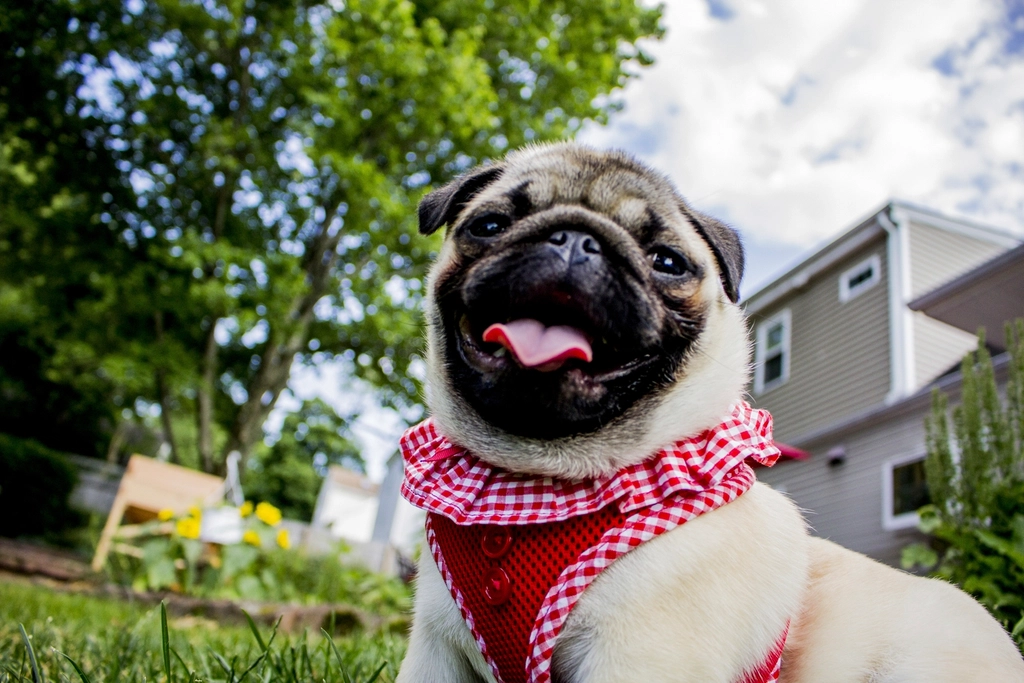 Crate Training and Modern Dog Ownership: Finding Common Ground (image credits: rawpixel)