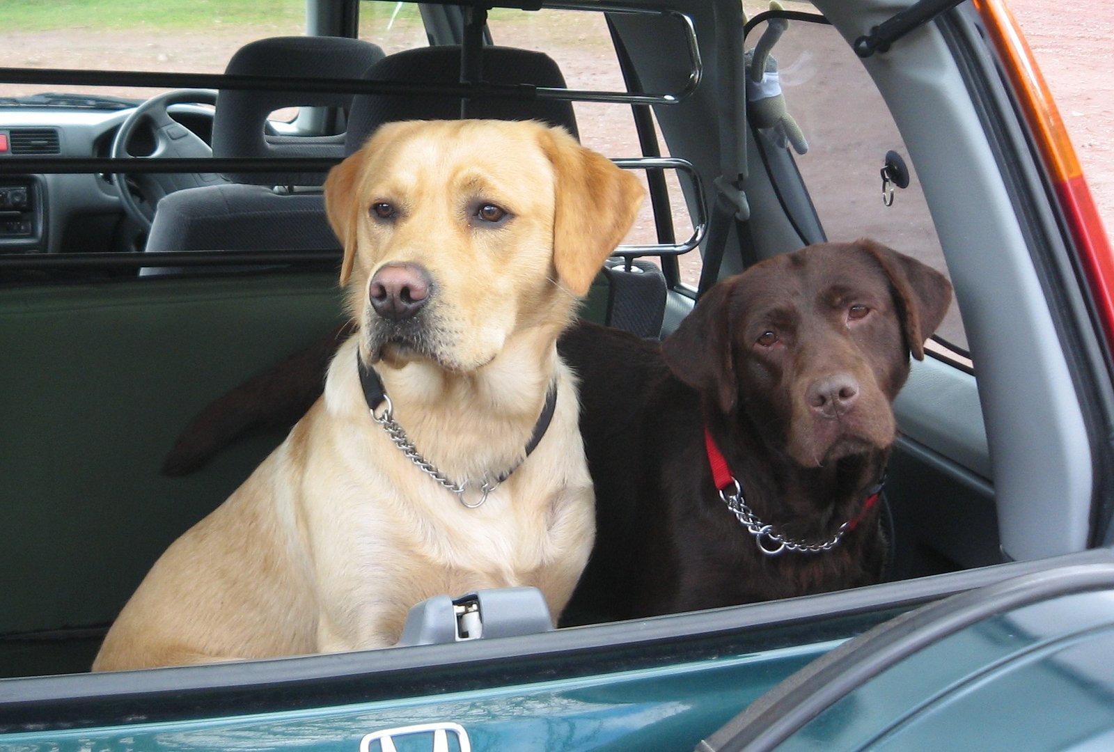 Affectionate Family Members (image credits: wikimedia)