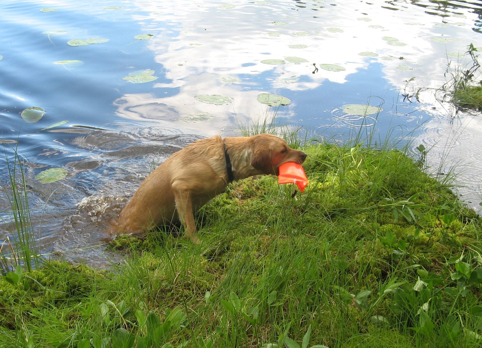 Trainability and Intelligence (image credits: wikimedia)