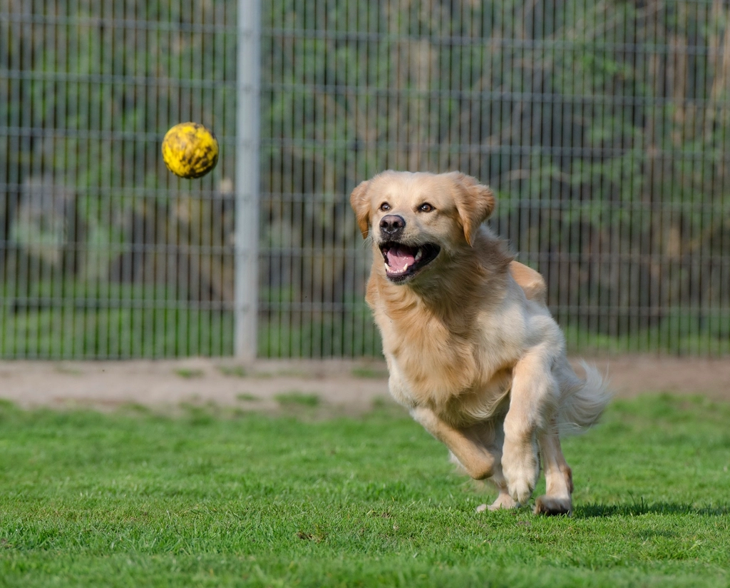 Exercise and Activity: Keeping That Tail Wagging (image credits: rawpixel)