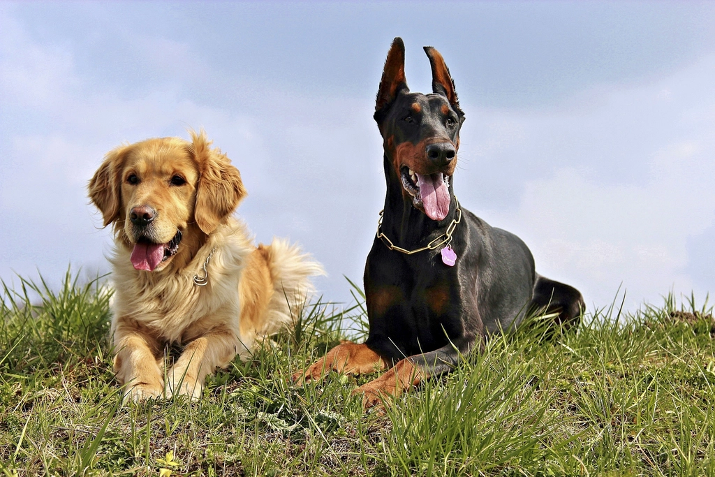 Socialization: The Heart of a Happy Golden (image credits: rawpixel)