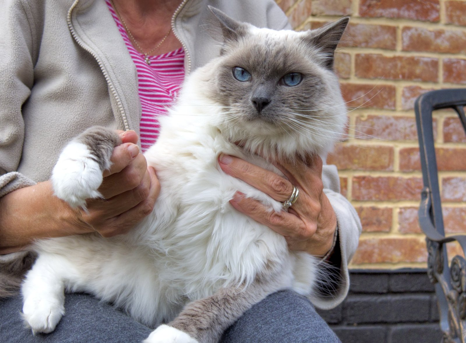 10 Personality Phases Every Ragdoll Goes Through As They Grow Up