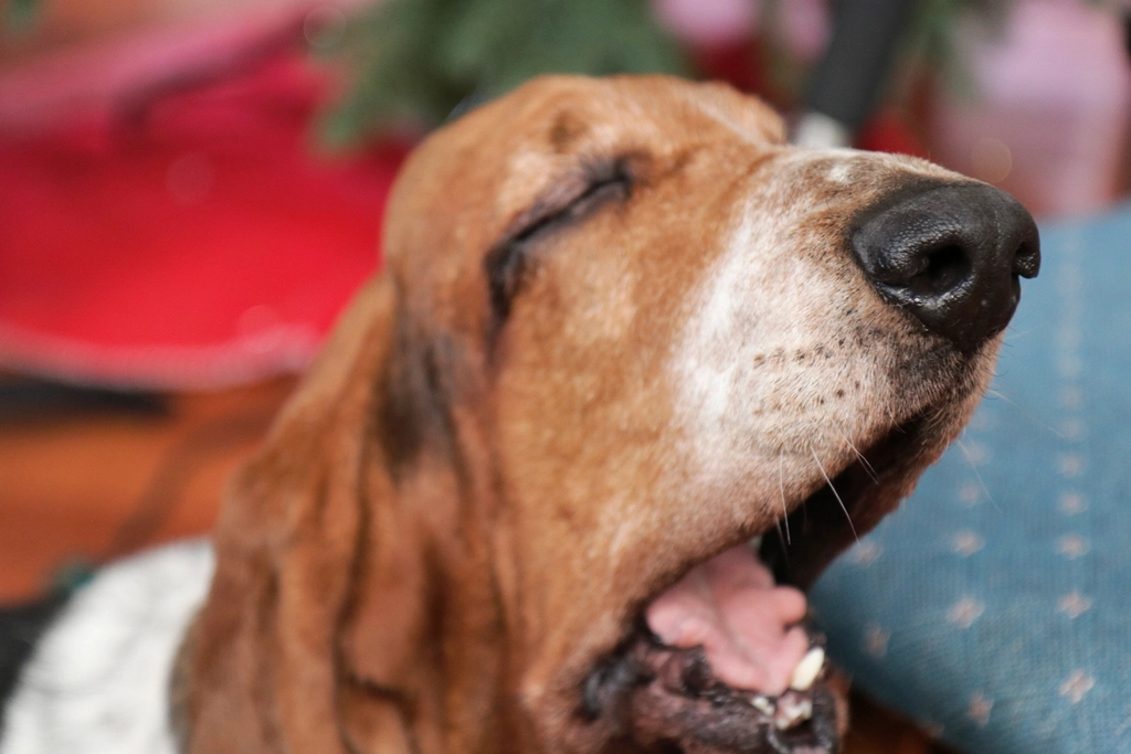 Yawning: Not Just for Sleepyheads (image credits: rawpixel)