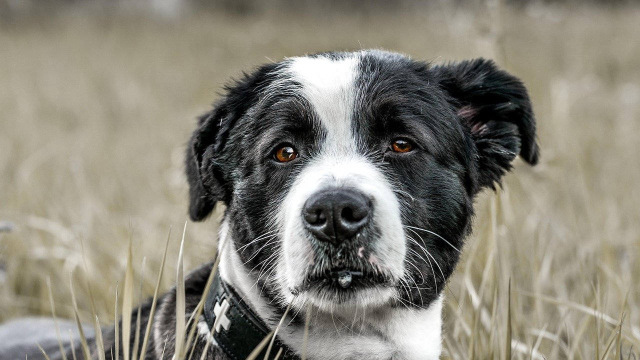 Whining: The Heartfelt Call for Attention (image credits: pixabay)
