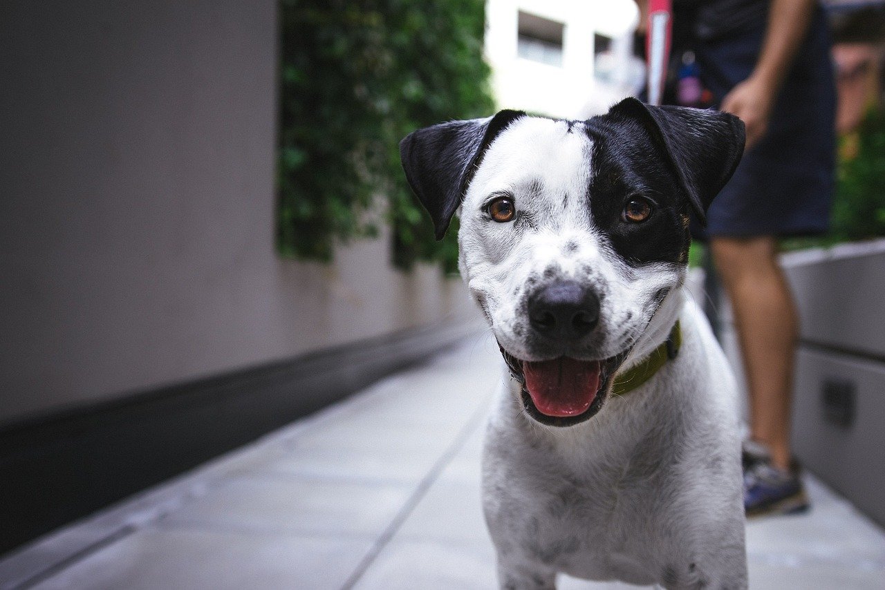 Smiling or Relaxed Open Mouth: Contentment on Display (image credits: pixabay)