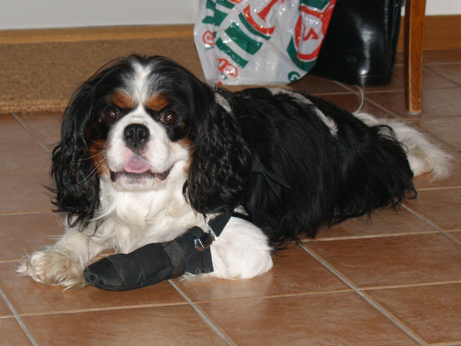 Anti-Inflammatory Effects: Helping Dogs Move with Ease (image credits: wikimedia)