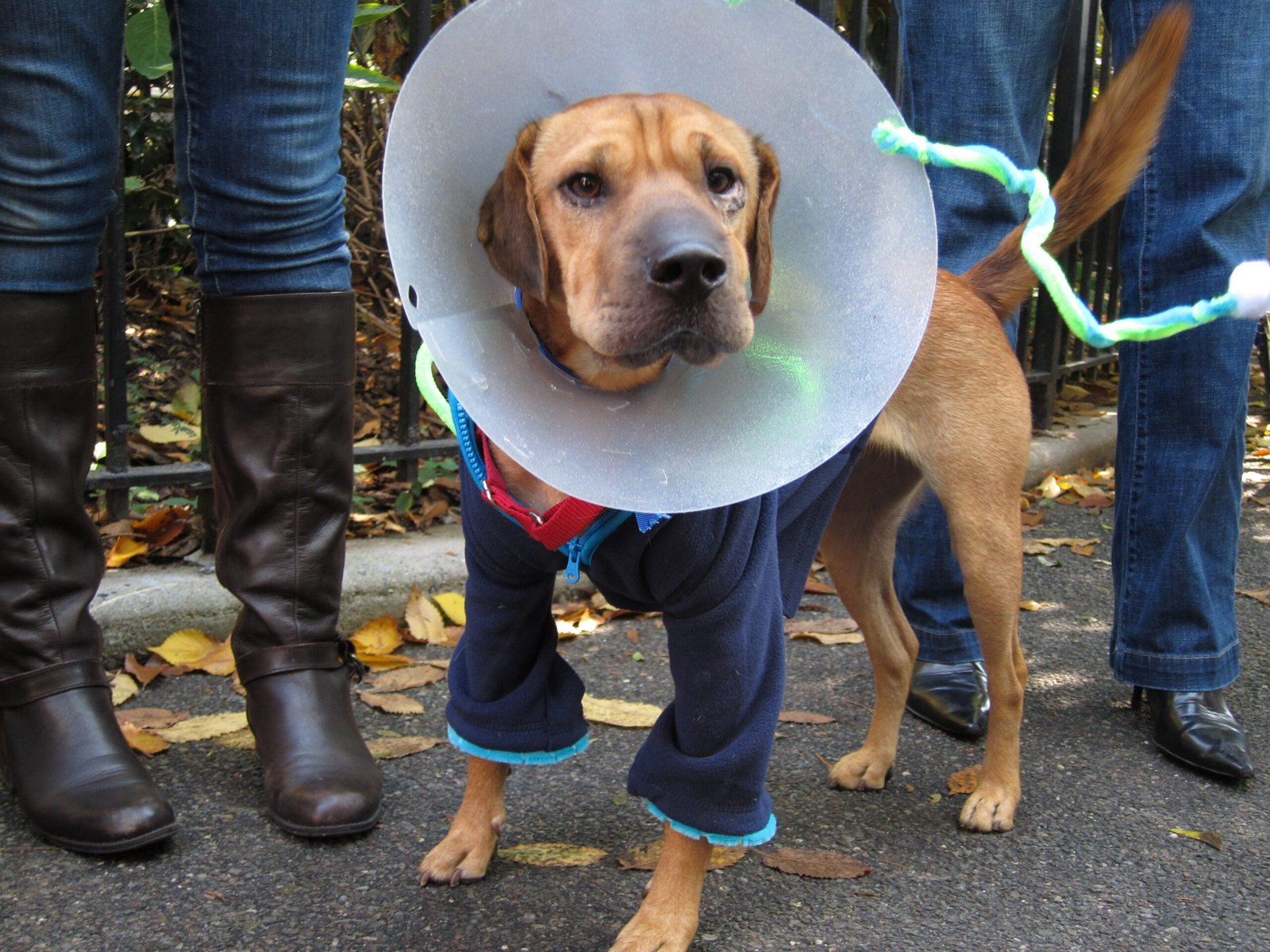 Using Deterrents and Protective Measures (image credits: wikimedia)