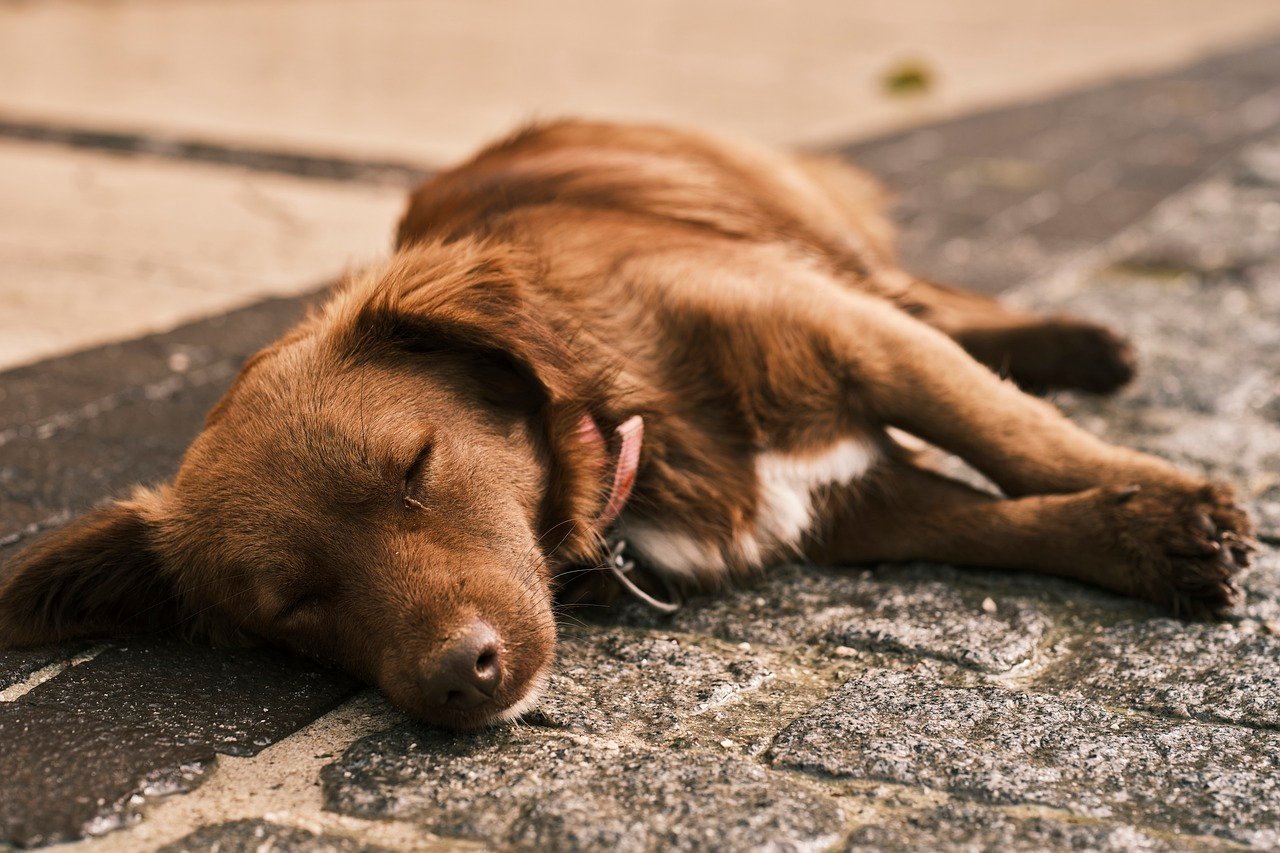 Unusual Lethargy: The Couch Potato Transformation (image credits: pixabay)