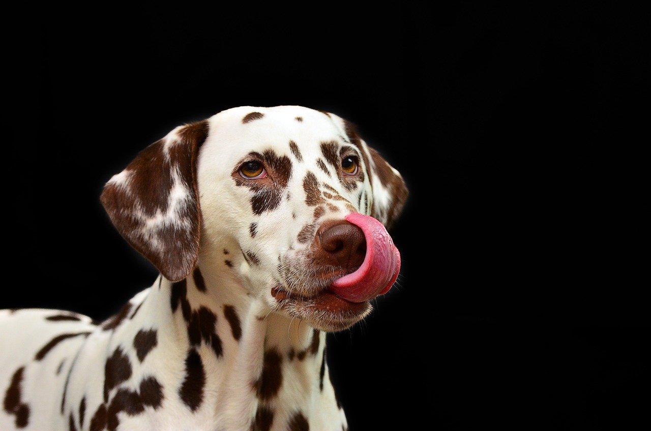 Excessive Licking or Chewing: A Secret SOS (image credits: pixabay)