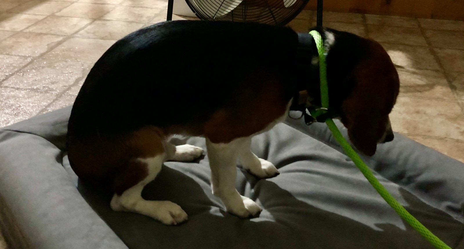 10 Signs Your Dog Is Suffering in Silence (And Why They Should Never Be Ignored)