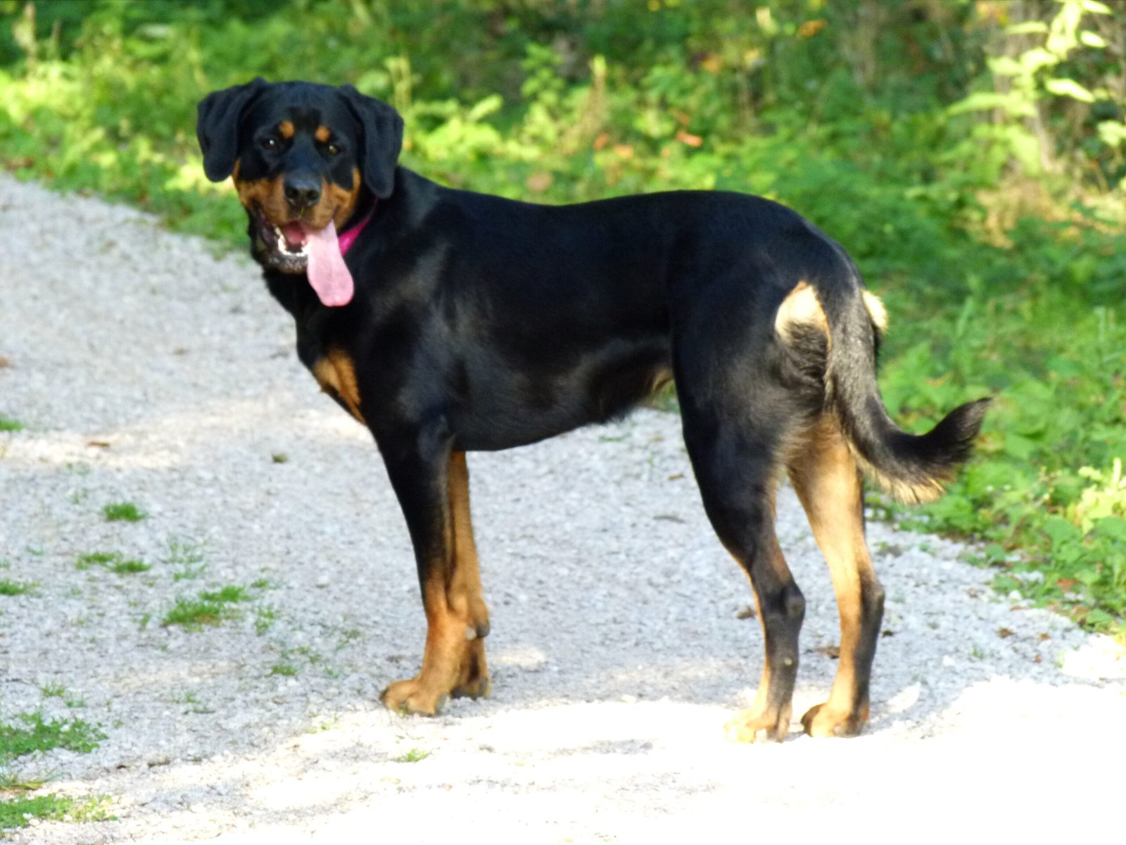 The Best Workout Buddy You Could Ask For (image credits: wikimedia)