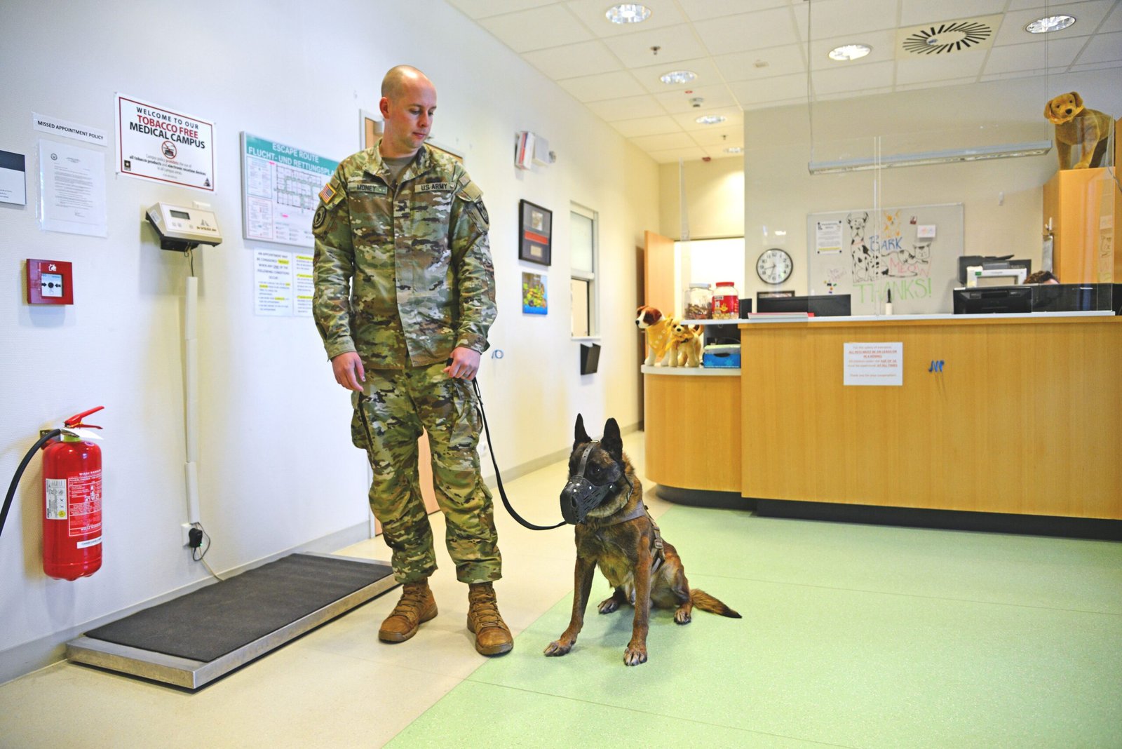 Keep Up with Regular Vet Visits (image credits: wikimedia)