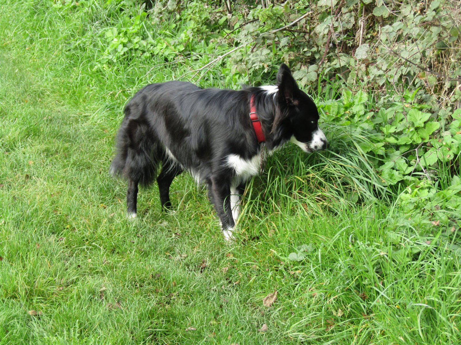 Unstoppable Curiosity (image credits: wikimedia)