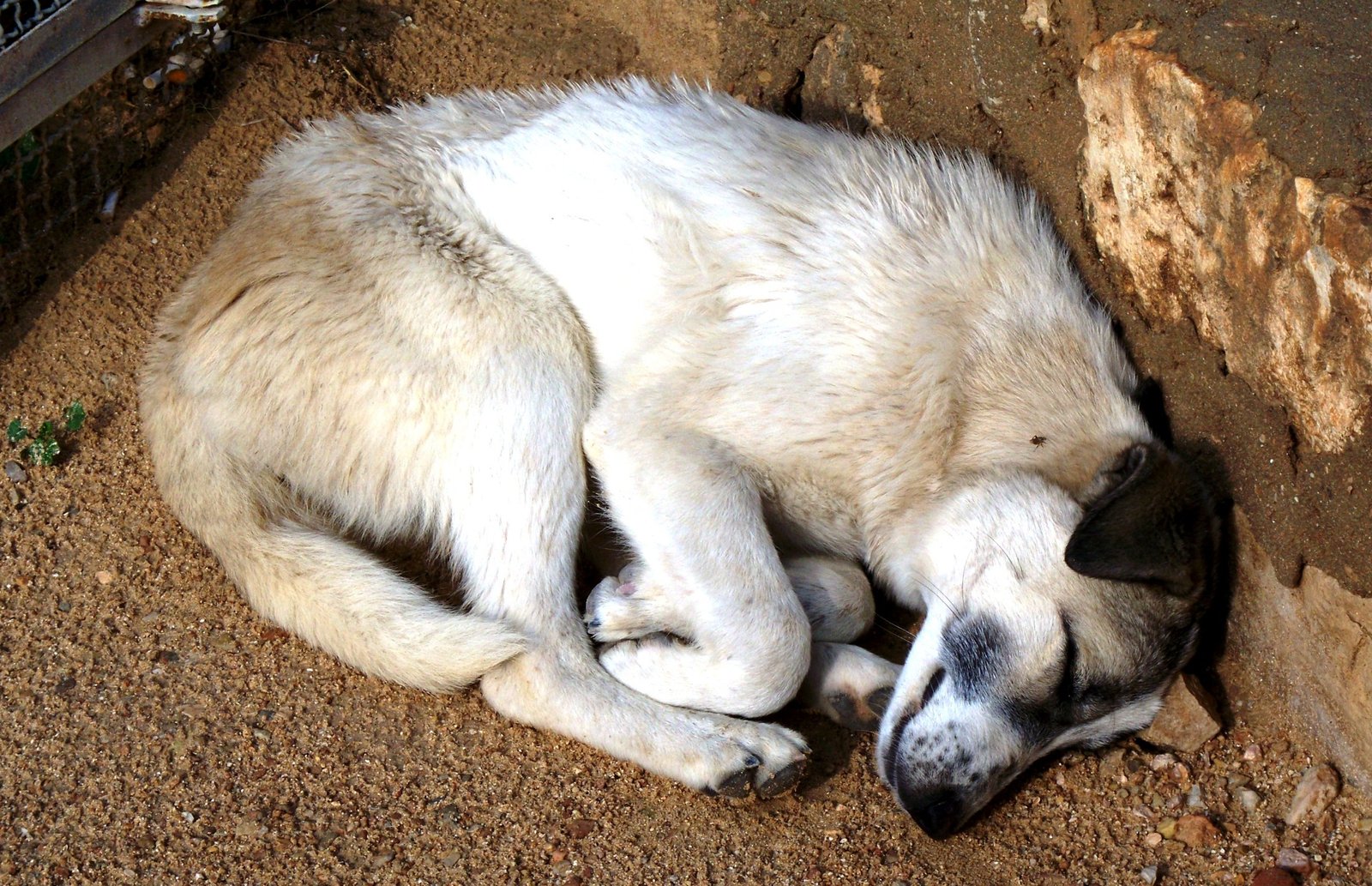 8. Sleeping Curled Up in a Ball (image credits: wikimedia)