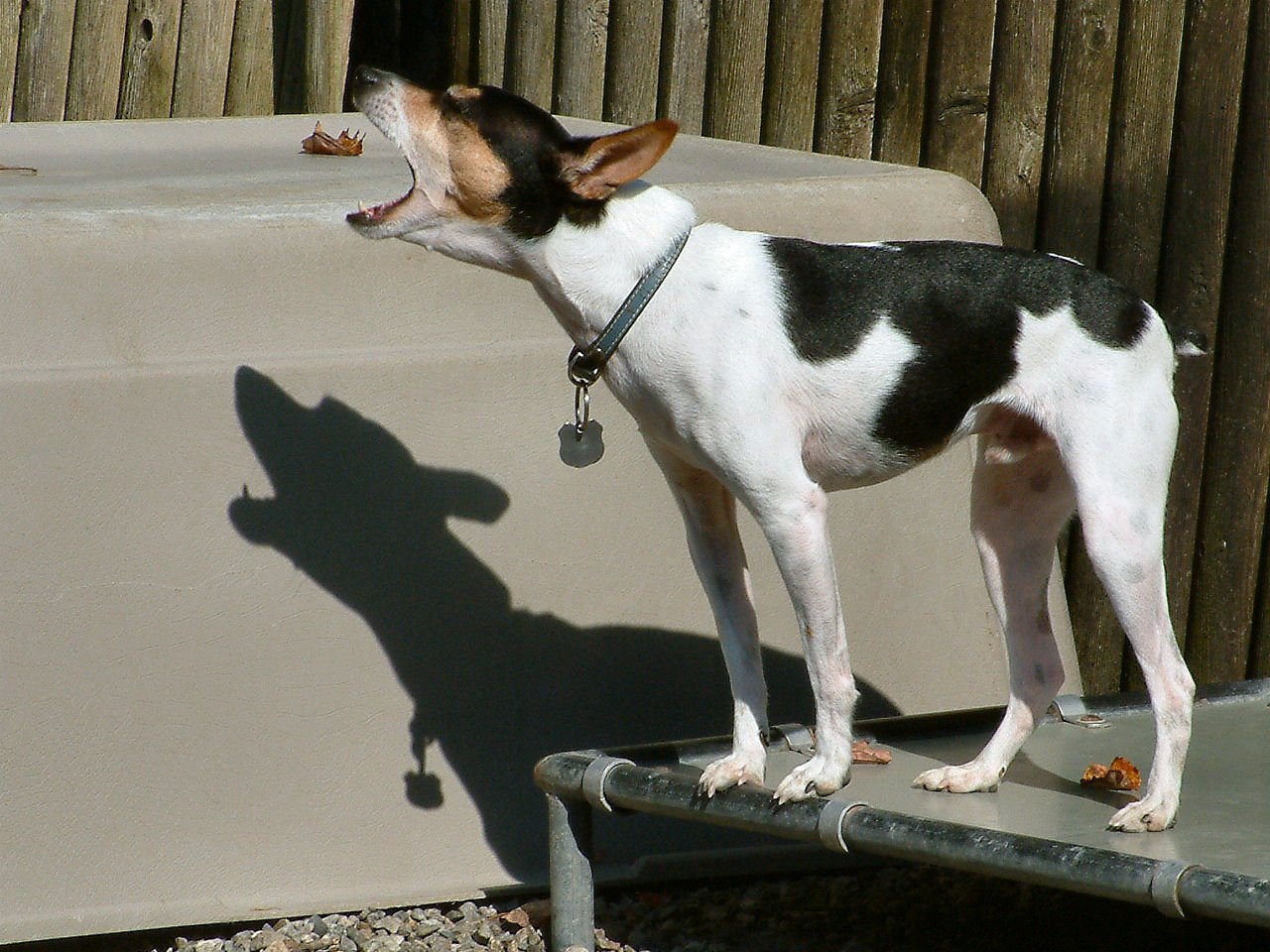 Excessive Barking at Everything That Moves (image credits: wikimedia)