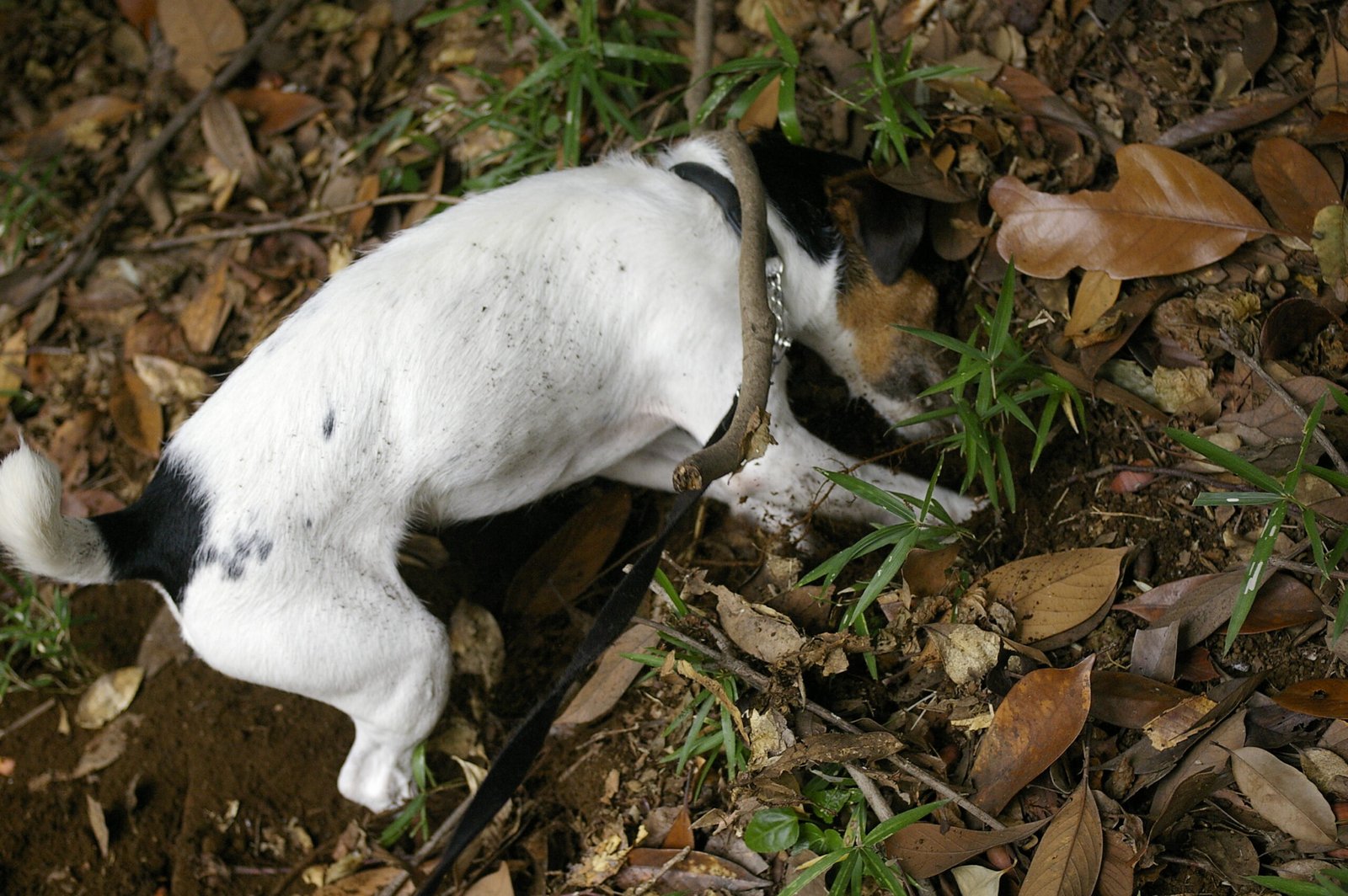 Digging Holes Like They’re Looking for Treasure (image credits: wikimedia)