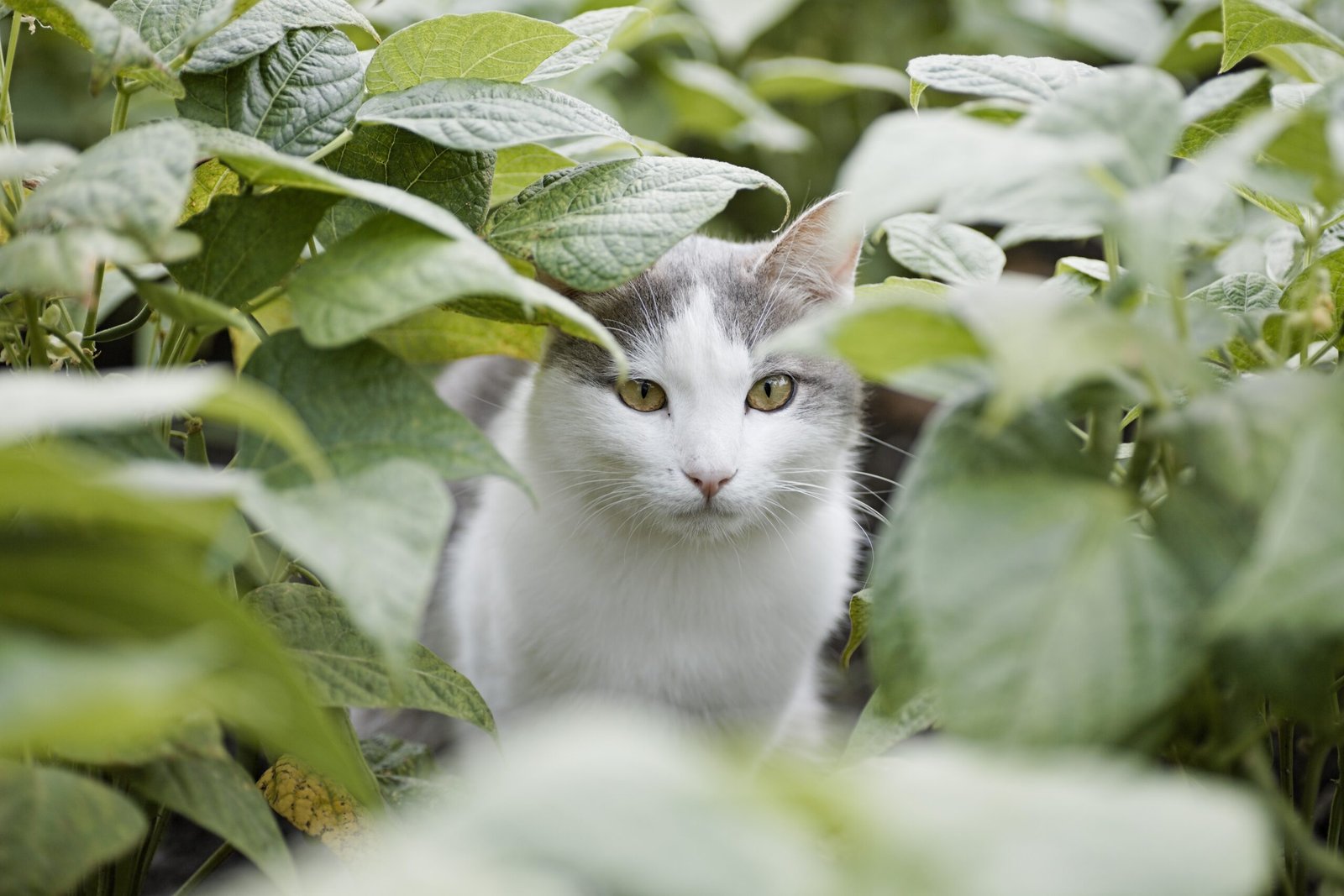 1. Excessive Hiding: When Your Cat Becomes a Professional Hermit (image credits: wikimedia)