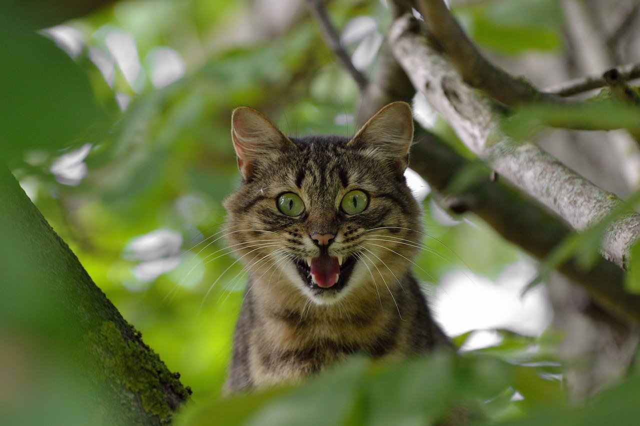 3. Sudden Aggression: When Playtime Turns Prickly (image credits: pixabay)