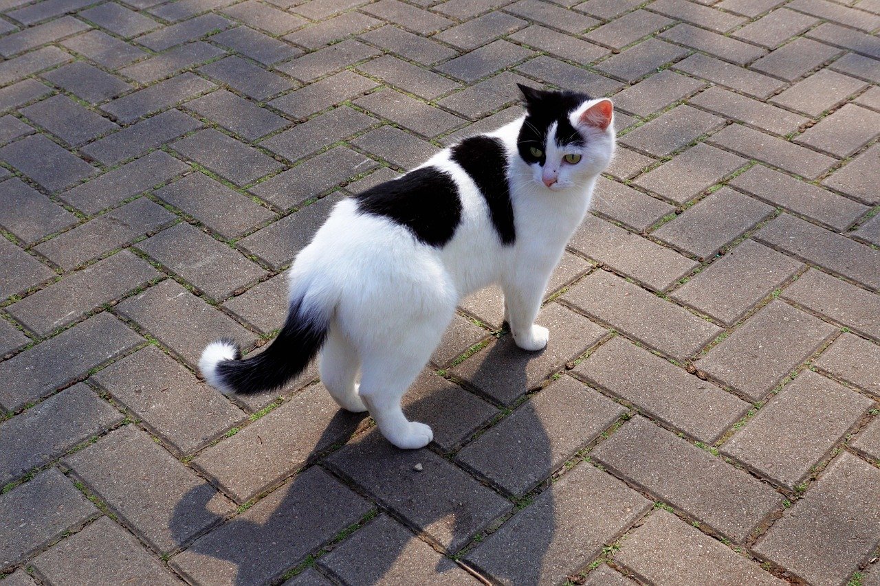8. Pacing and Restlessness: When Your Cat Can’t Sit Still (image credits: pixabay)