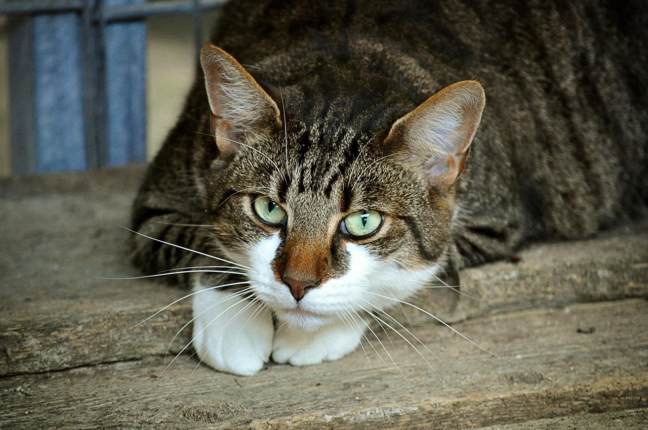 12. Clinginess or Shadowing: The Velcro Cat Phenomenon (image credits: pixabay)