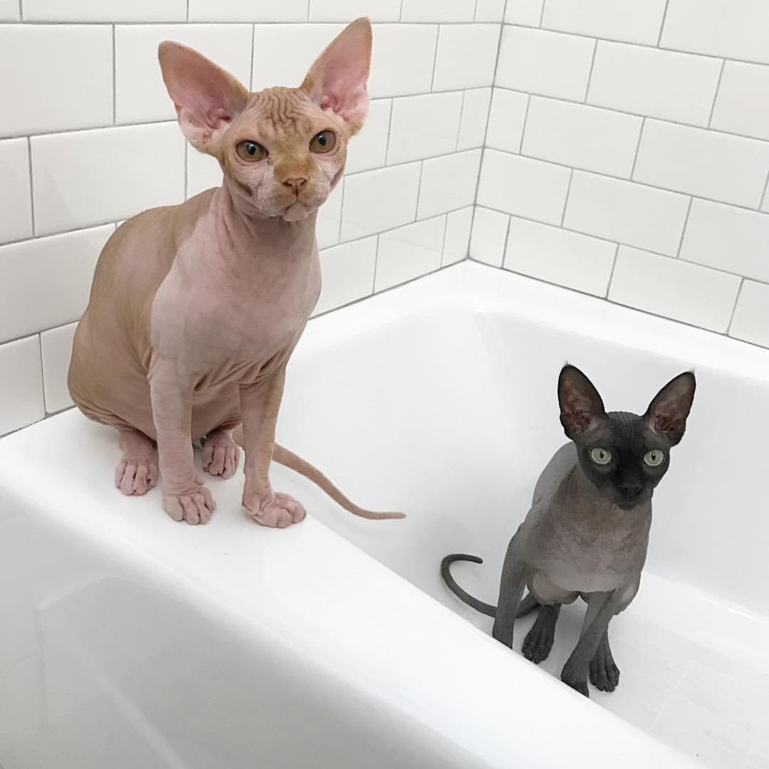 Weekly Baths Are a Must—No Ifs, Ands, or Butts! (image credits: wikimedia)